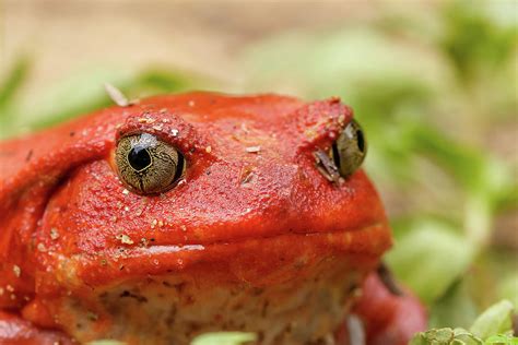Big Red Tomato Frogs Madagascar Wildlife Photograph By Artush Foto