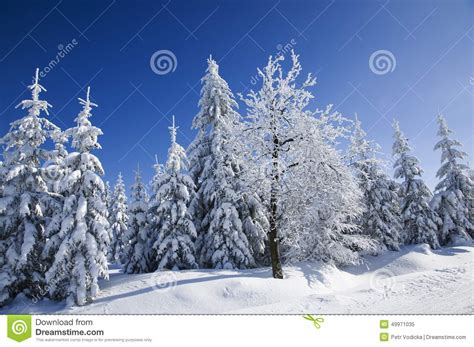 Snow Covered Trees Stock Image Image Of Beautiful