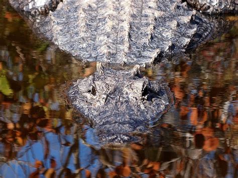 Hd Wallpaper Lake River Alligator Croc Crocodile Reptile Water