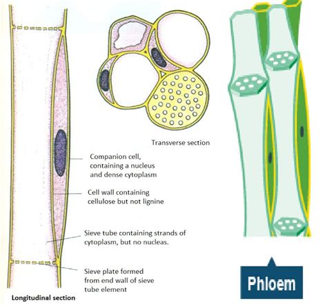 Between the stems, roots, and leaves of plants. #59 Transport in plants - functions of xylem and phloem ...