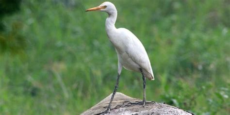 15 Amazing White Birds Commonly Found In Florida Birdwatching Buzz