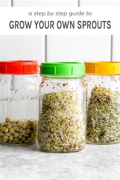 Three Jars With Sprouts In Them And The Words Grow Your Own Sprouts