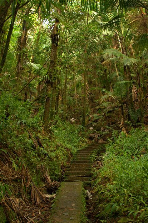 Fileel Yunque Rainforest 09 Wikimedia Commons