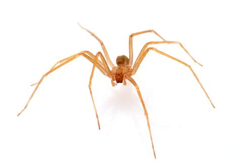 First Stages Of Brown Recluse Bites Livestrongcom