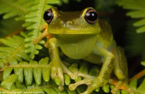 Interesting Facts About Frogs Just Fun Facts
