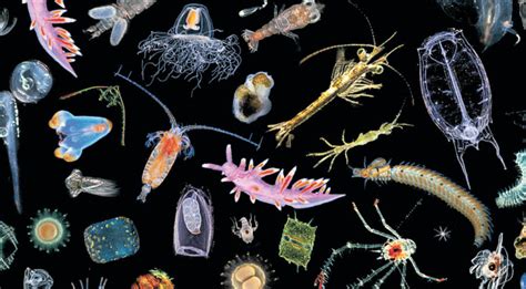 The Bountiful Zooplankton Critter Science