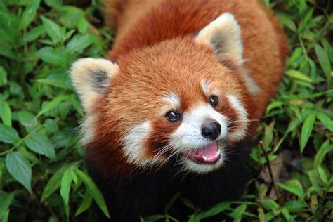 The Behavior Of The Red Panda My Animals