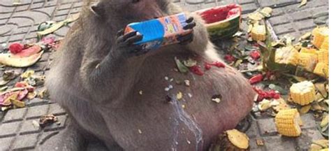 Chunky Wild Monkey Who Gorged On Junk Food And Soda Left Behind By