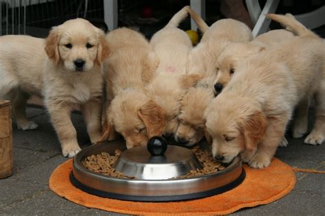 You can try out the different. How Much to Feed a Golden Retriever Puppy: A Daily Guide