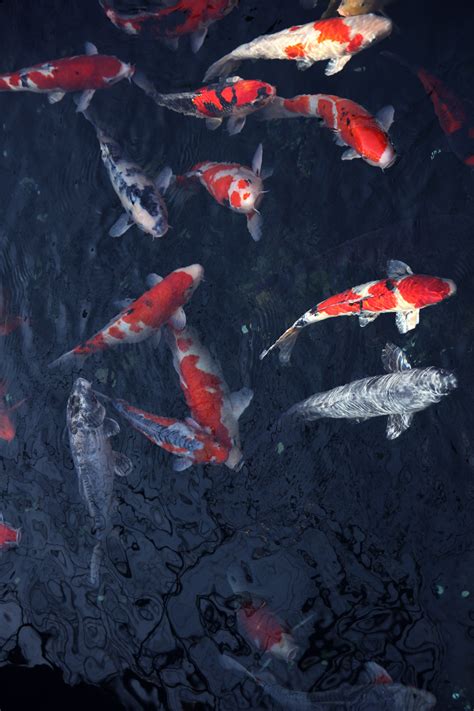 Free Images : red, fish, extreme sport, painting, ink, koi, china wind
