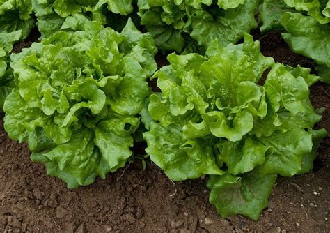 Goldfish will eat romaine lettuce, and typically ignore leaf lettuce or iceburg lettuce. Lettuce Varieties - Learn About The Different Types Of Lettuce