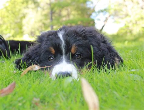 Bred to work on farms and stand guard, bernese are great companions. Adorable