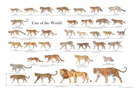 Some of the cat species have noticeably large weight variations. Wild Cat Posters ~ Wild Cat Charts ~ Wild Cat Family