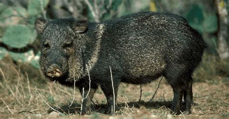 Over 7000 2019 Spring Javelina Hunt Tags Available Arizona Daily