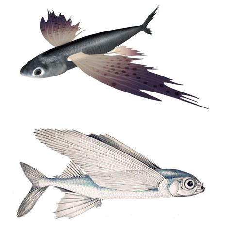 Flying Fish Exocoetus Volitans Beautiful Creatures Underwater World