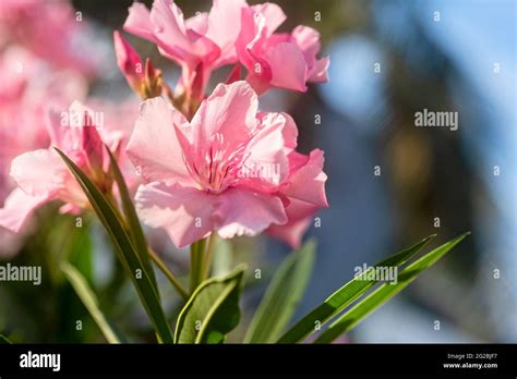 Closeup Of The Pink Flower Of An Oleander Plantmacro Photo Of The