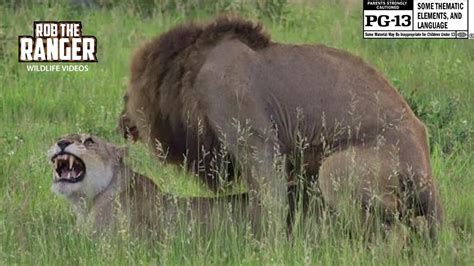 Wildlife Lions Mating In The African Savanna 4k Video Youtube