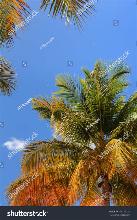 Palm Trees Palms Trees Pictured On Stock Photo 176749781 Shutterstock