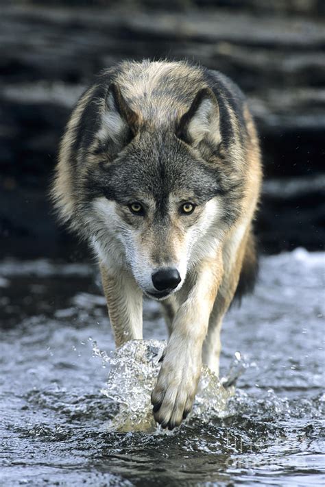 Running Wolf Photograph By Chris Scroggins