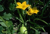 squashes (general) (Cucurbita pepo)