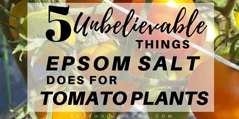 5 Unbelievable Things Epsom Salt Does For Tomato Plants You Should Grow