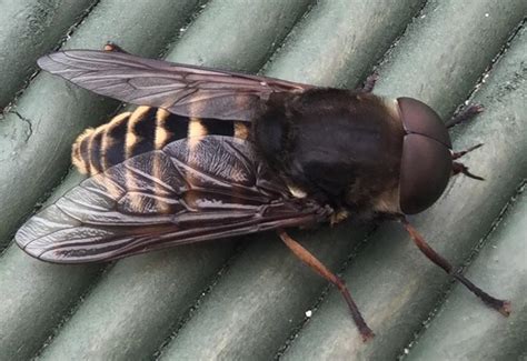 Male Dark Giant Horse Fly From The Uk Whats That Bug