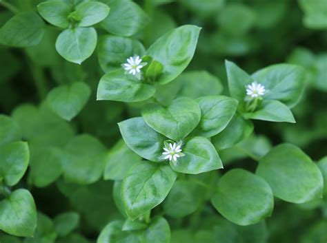 Chickweed A Common Weed With Stellar Plant Medicine The Back Yard
