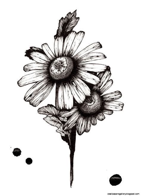 This lesson is for young artists, but it can easily be modified for older artists. Daisy Flower Drawing Tumblr | Wallpapers Gallery
