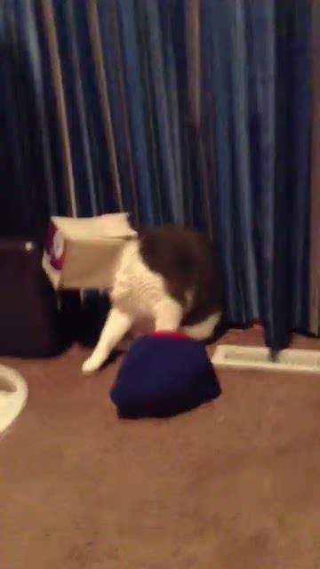 Cat Freaks Out Youtube