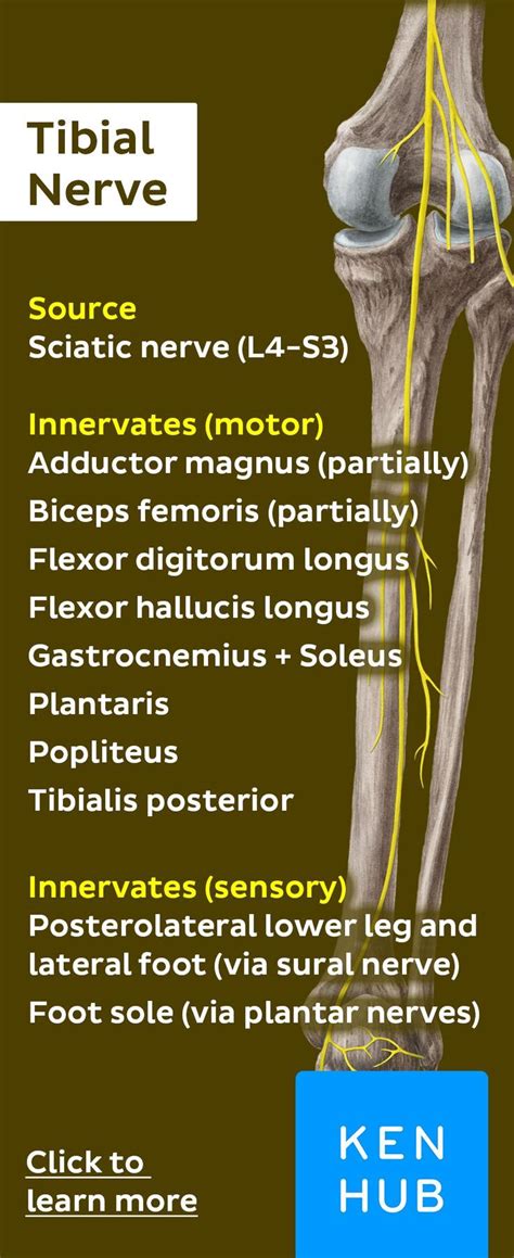 Tibial Nerve Nerve Anatomy Nerve Anatomy