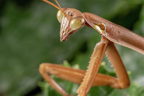 Praying Mantis Closeup Photograph By Brian Hale Fine Art America