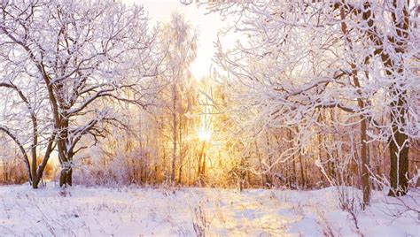 Winter Panorama Landscape With Forest Trees Covered Snow And Sunrise