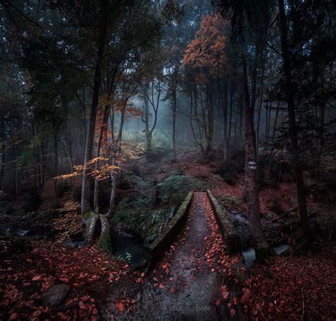 Enchanted Forest Nature Photography Fantasy Landscape Landscape