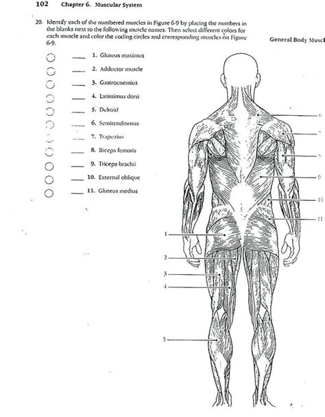 Muscular System Coloring Pages
