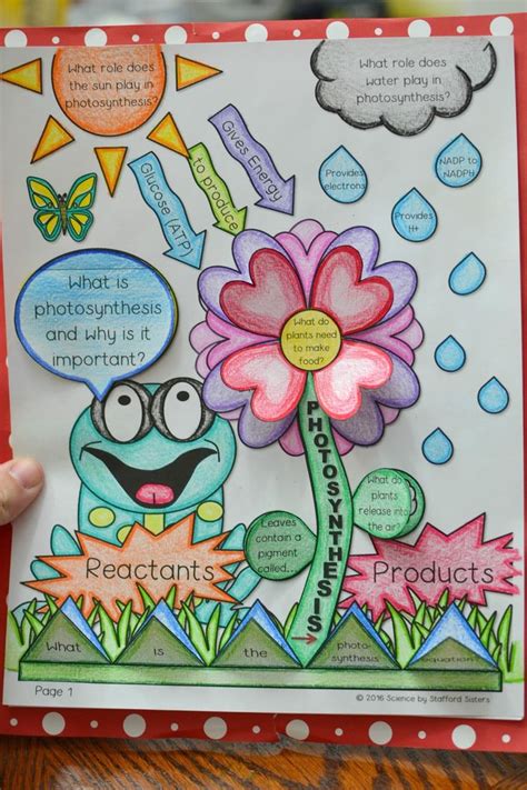 Photosynthesis Anchor Chart By Miss Lintz 1000 Photosynthesis