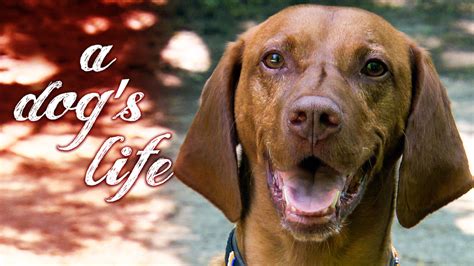 Is A Dogs Life On Netflix Uk Where To Watch The Documentary New