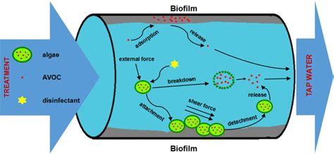 Your abbreviation search returned 2 meanings. Hypothetic ways for AOCs exist in DWDS | Download ...