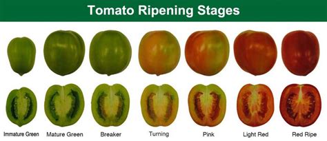 How To Ripen Green Tomatoes Off The Vine 5 Helpful Methods