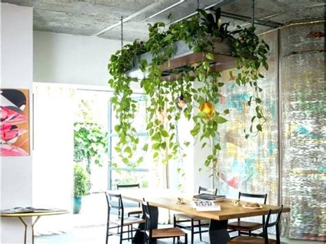 Indoor Hanging Plants Ideas To Make Your Room Green