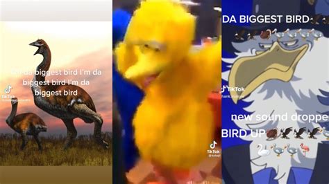 Im Da Biggest Bird Tiktok Meme Compilation Youtube
