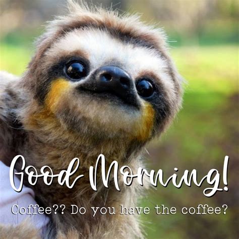 Cute Morning Sloth Meme Image Bramble Avenue