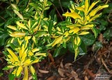 Image result for Euonymus Varieties UK