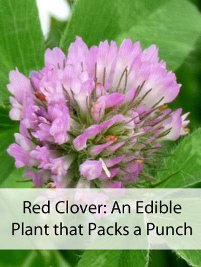 Red Clover An Edible Plant That Packs A Punch Recipe Edible Wild