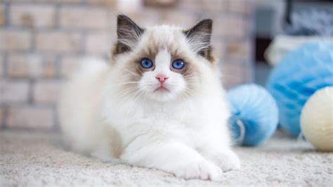 A Complete Price Guide For Ragdoll Cats