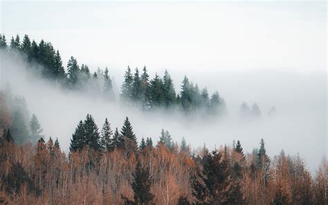 Download Wallpaper 2560x1600 Forest Fog Clouds Trees Landscape