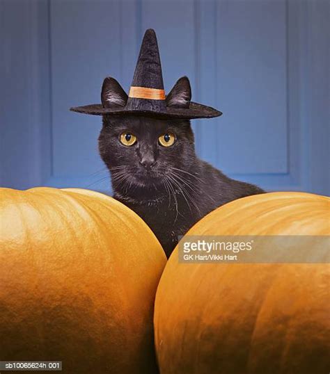 Black Cat Hat Photos And Premium High Res Pictures Getty Images