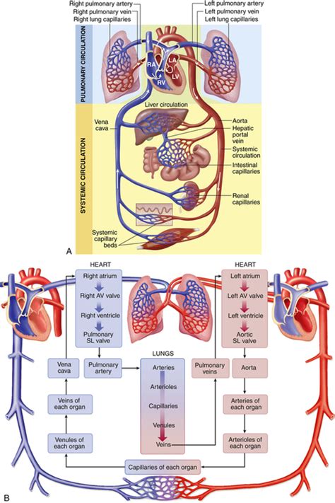Structure And Function Of The Cardiovascular And Lymphatic Systems