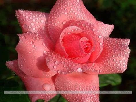 Rose With Water Drops Wallpaper Wallpapersafari