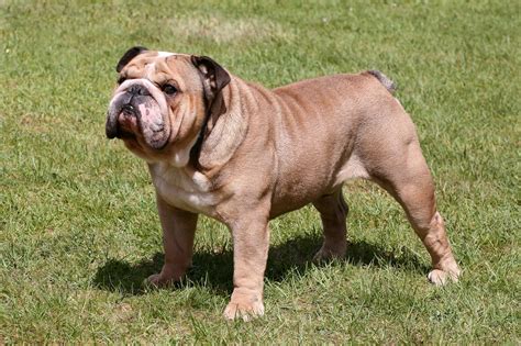 English Bulldog Dog Breed Info With Photos And Videos