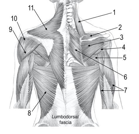 Chapter 7 Figure 718a Posterior View Of Muscles Acting On The